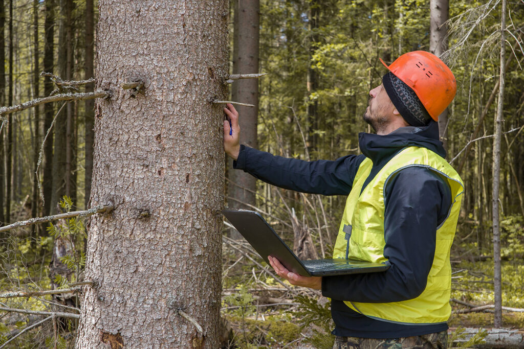 Man in safety vest and hard hat holding a computer and inspecting a tree in the forest