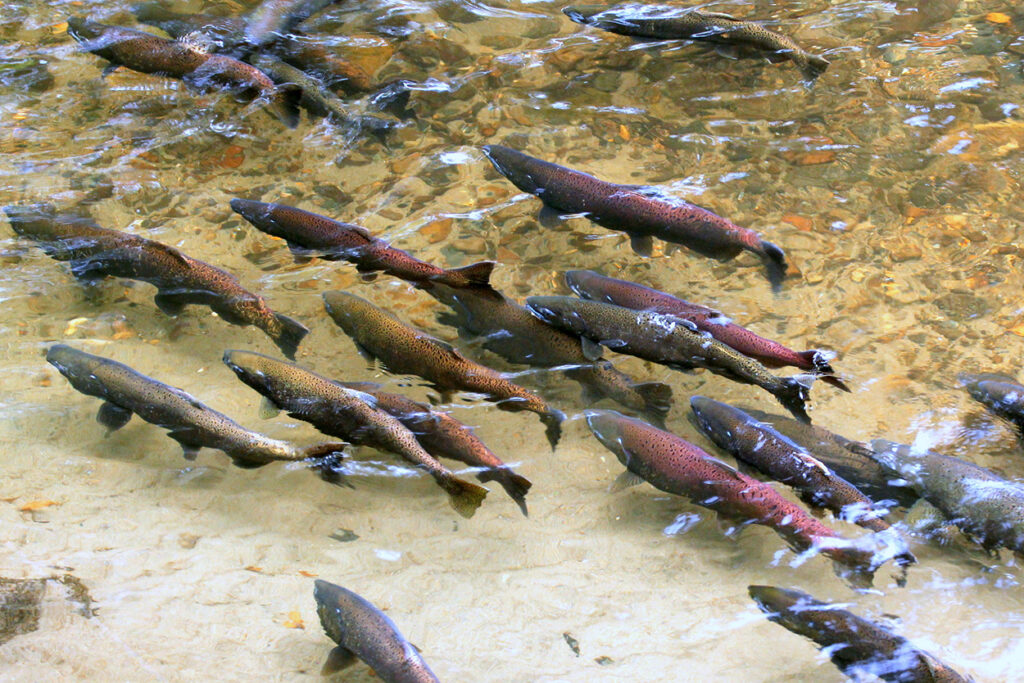 King salmon spawning in a river